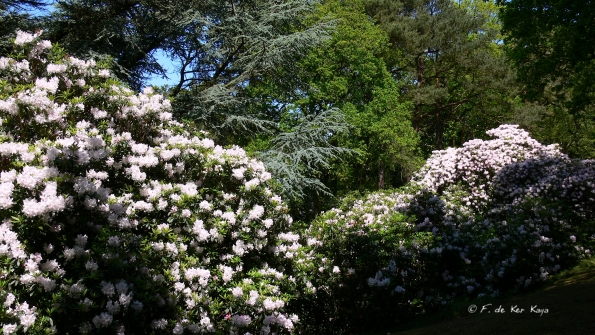 Bois des Moutiers (257) Mai 2012